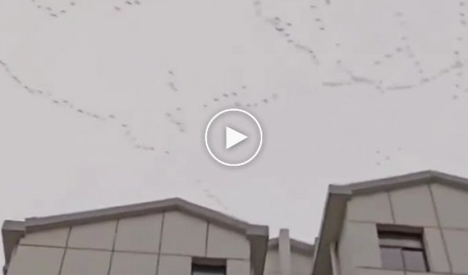 Странный полет гусей над Китаем
