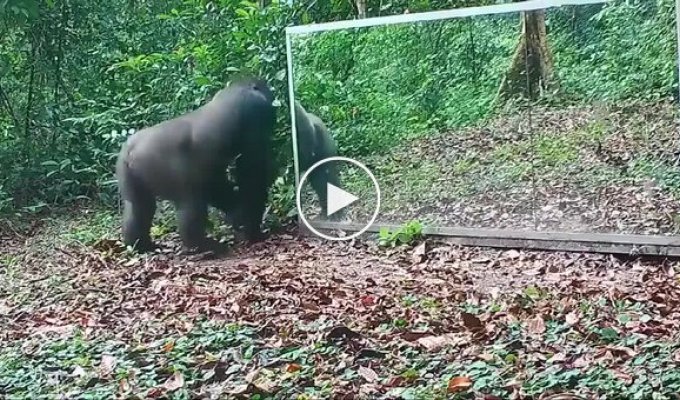 Животные и зеркало