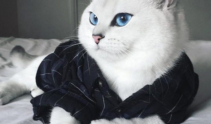 Коби — белоснежная кошка с невероятно красивыми глазами (9 фото)