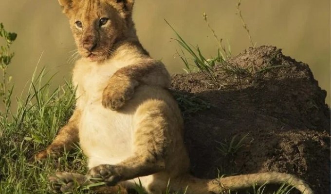 Simple lion happiness (4 photos)