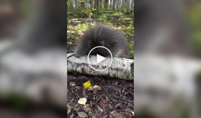 What a young porcupine looks and sounds like