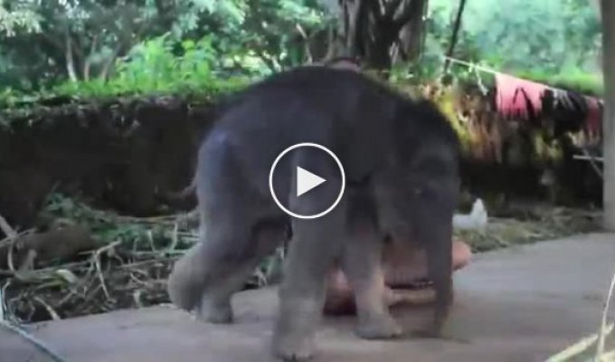 Слоненок хочет ласки