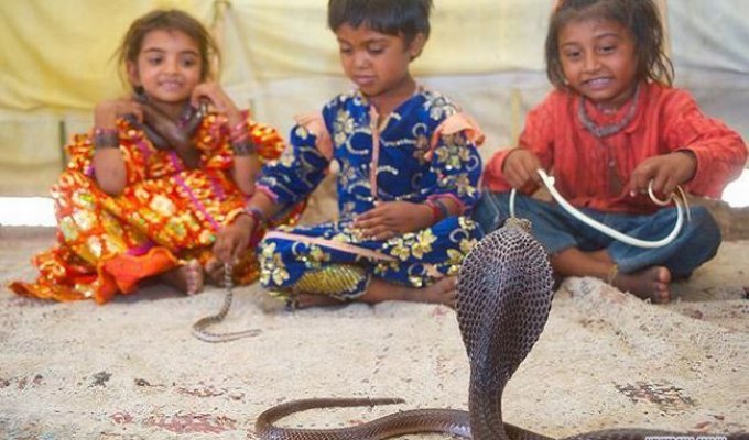 Маленькие заклинатели змей (15 фотографий)