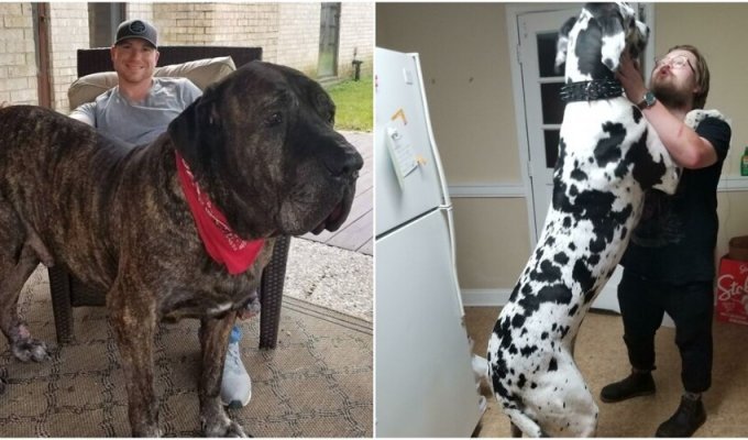 30 giant dogs whose size is amazing (31 photos)