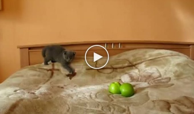 Вислоухий котенок против яблок