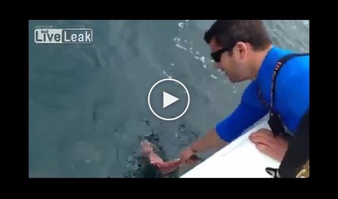 Кормление акулы с рук