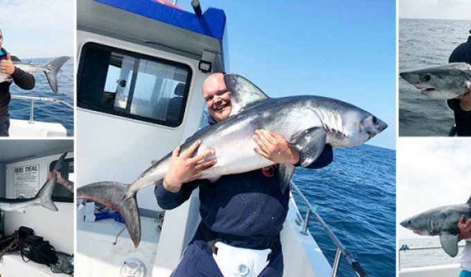 Британские рыбаки за сутки поймали 20 акул (12 фото)