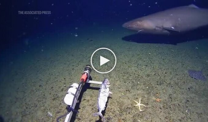 Ученые впервые зафиксировали акулу в водах Антарктики
