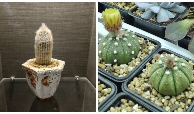 In Russia, a teacher was fired for taking photographs of “indecent” cacti (2 photos + 1 video)