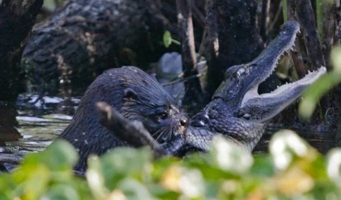 Brazilian Otter: Even Jaguars Fear It! (7 photos)