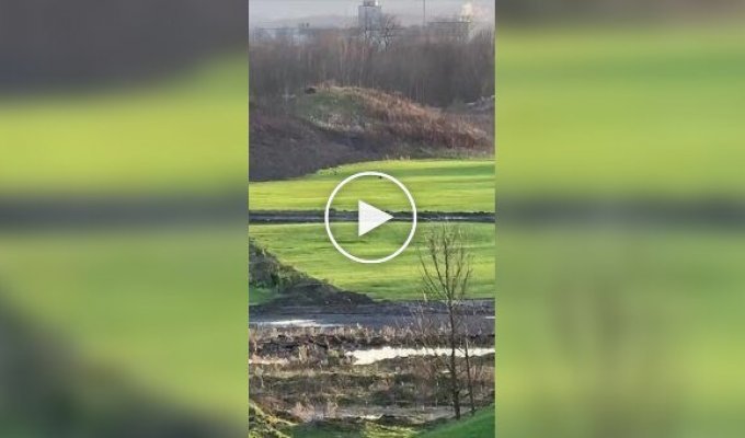 Собака спешит к любимой хозяйке