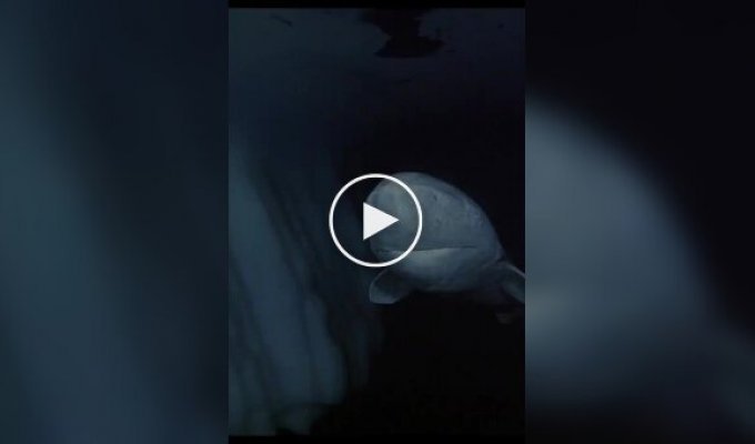 Акула, которая прожила несколько веков