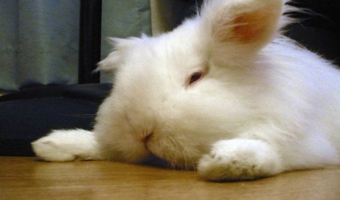Кролик, который устал от работы (4 фотографии)