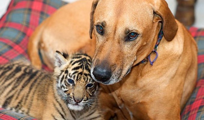 Собака и тигренеок (4 фото)