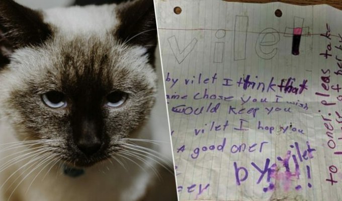 На улице нашли кошку с душераздирающей запиской, привязанной к ошейнику (4 фото)