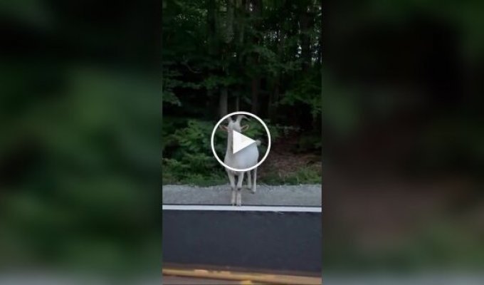 Встреча поляка с козлом и кабаном