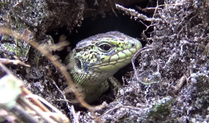 How reptiles and amphibians meet winter (7 photos)