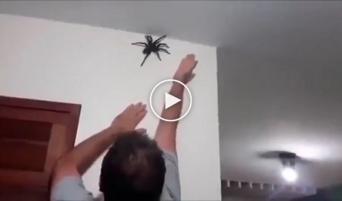 Убраем паука со стены