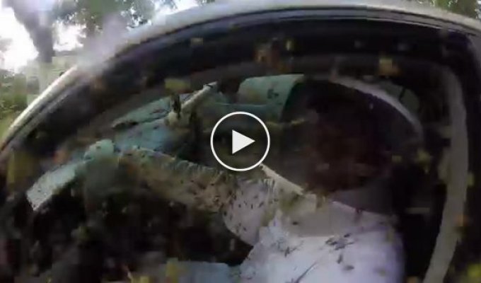 Осиное гнездо в автомобиле