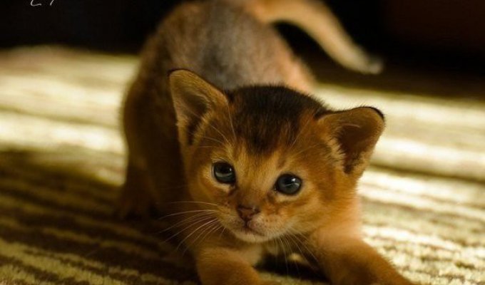 Абиссинская кошка (6 фото)