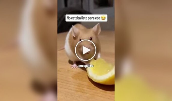Animals (short videos). Release 105