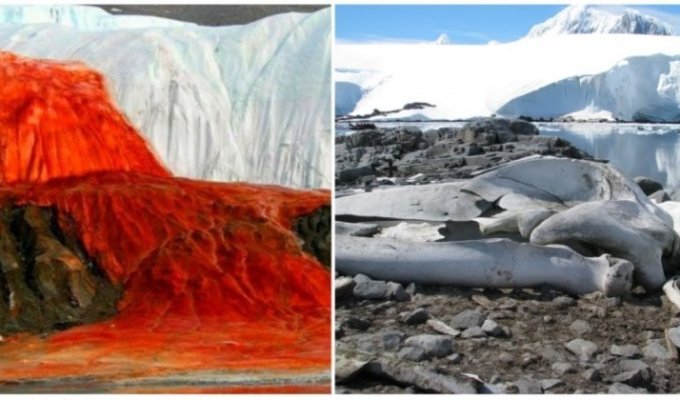 6 поразительных открытий в Антарктиде, о которых вы возможно не знали (8 фото)