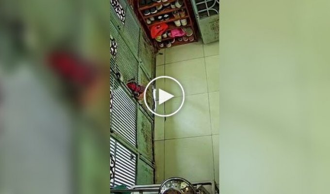 О пользе кошек наглядно