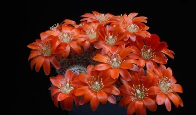 Кактусы цветут (70 фото)