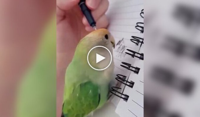 Попугаи подражают звукам