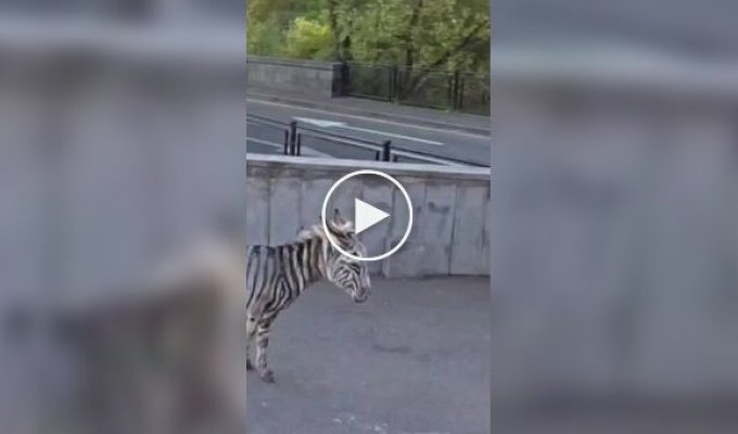 Zebra on the streets of the capital of Armenia: an unknown person painted a donkey into an exotic animal