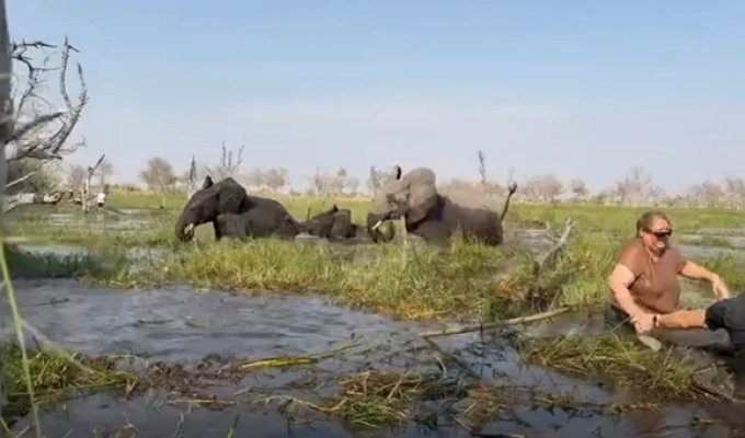 Туристы чудом спаслись, когда разъярённый слон опрокинул их каноэ (5 фото + 1 видео)