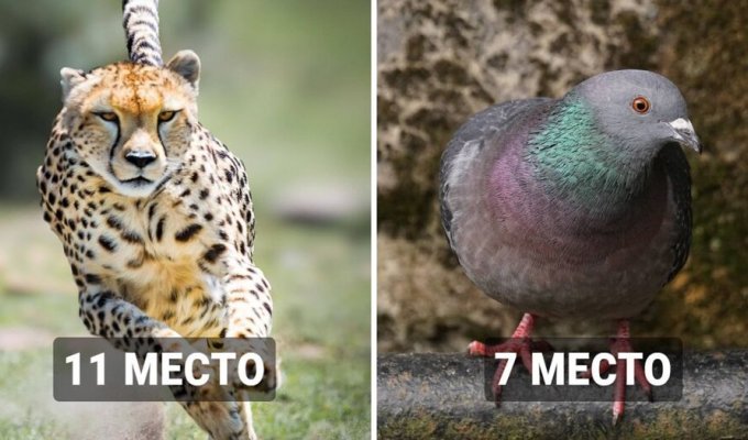 20 найшвидших у світі тварин, які легко уникнуть будь-якого переслідування (21 фото)