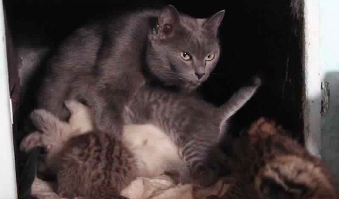 5 диких дальневосточных котят усыновила обычная кошка (3 фото)