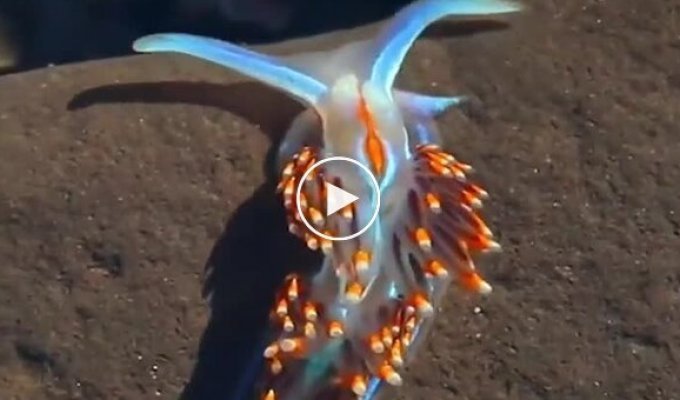 Эффектный морской слизень