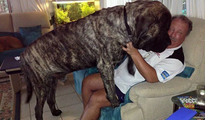 Самая крупная собачка Австралии не осознает свой вес и обрушивает на хозяина все 113 кг своей любви (4 фото + 1 видео)