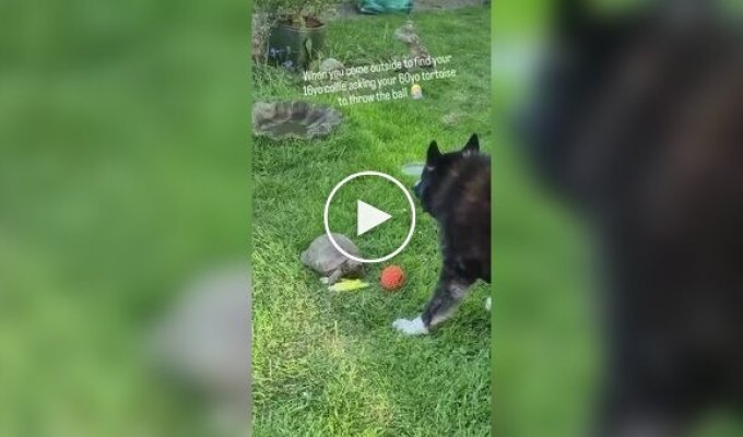 A dog asks to throw him a ball