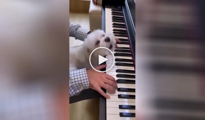 The dog sings along to his owner