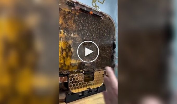 Пчелиные ульи, которые можно поставить дома