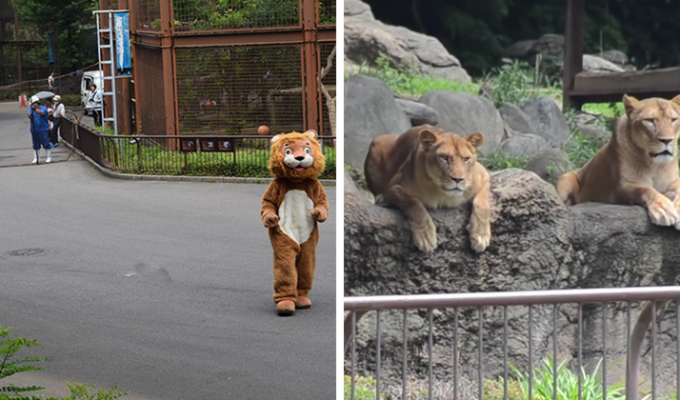 Побег плюшевого льва вызвал недоумение у обитателей японского зоопарка (6 фото + 1 видео)