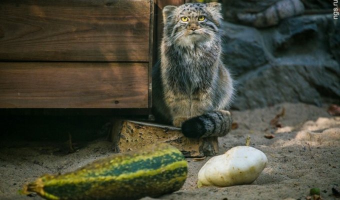 Суровые сибирские коты (9 фото)