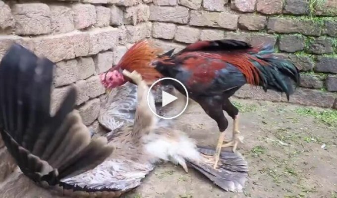 Неожиданная дерзость: петух вступил в бой с хищником