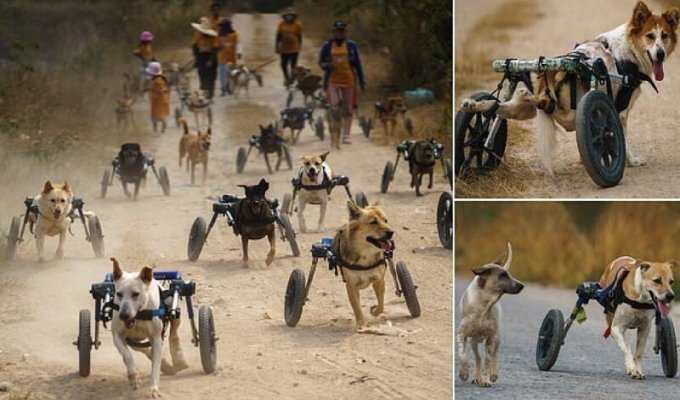 Приют для собак-инвалидов каждый день проводит "гонки на колясках" (11 фото)