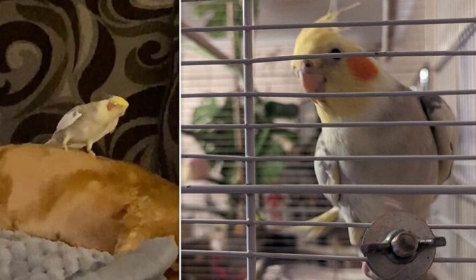A parrot that had been missing for a couple of months returned to its owner (4 photos + 1 video)