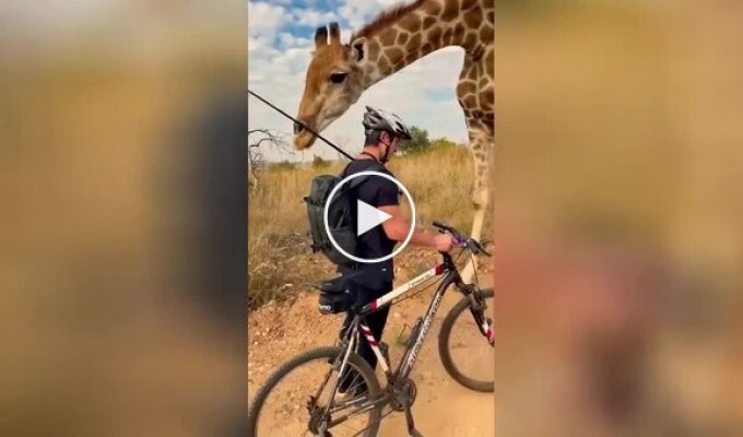 Близкая встреча с жирафом