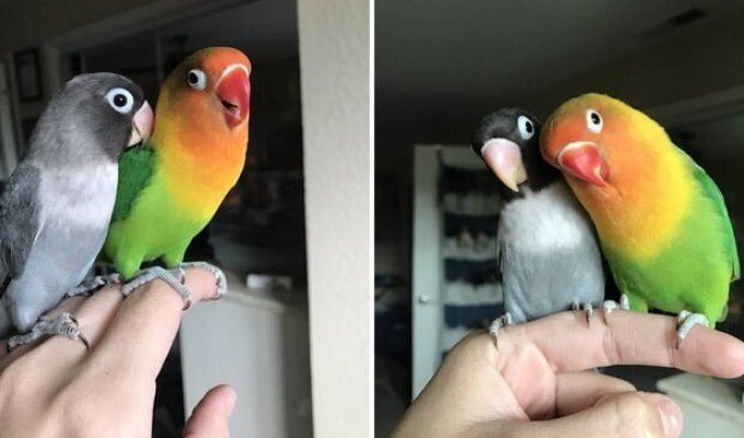 Яркий попугай и его прелестная возлюбленная стали родителями (13 фото)