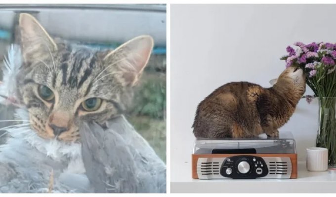 25 вдохновляющих пушистых помощников, которые властвуют в домах и сердцах (26 фото)