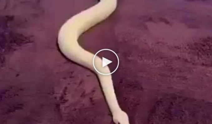Природа удивительна: змея пытается покинуть область кровати