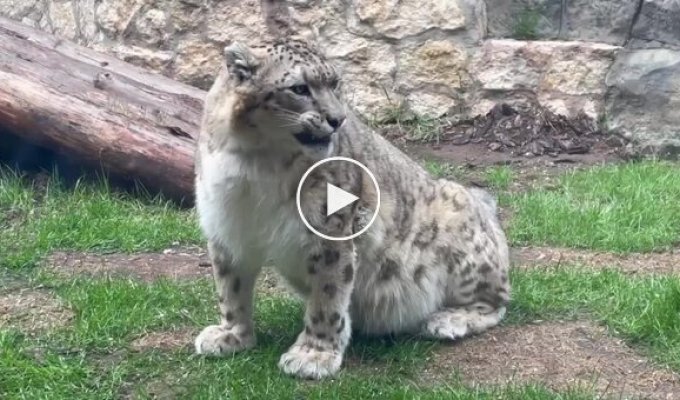 Как чихает снежный барс