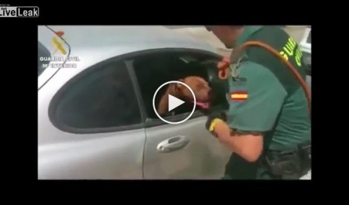 Полицейские спасли собаку из машины 