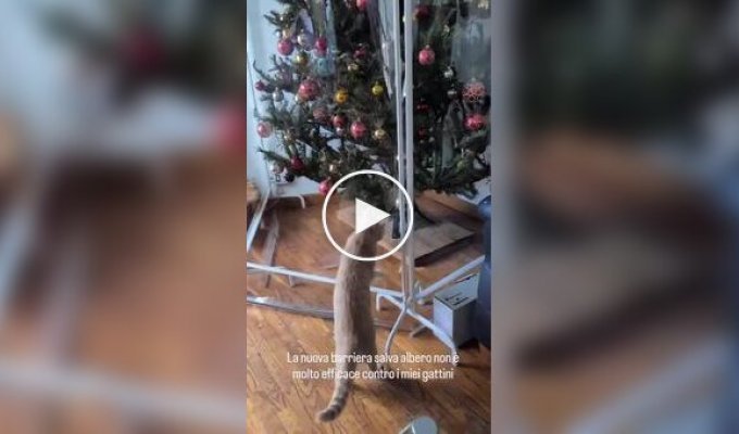 Кот и новое защитное ограждение елки